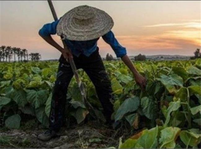 روایتی از کشت تا برداشت « تنباکو» از مزارع تنگستان