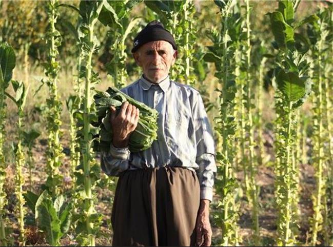 پاییز، توتون و دستان پینه بسته؛ قصه «کاک عمر» در روستای کوتر مهاباد