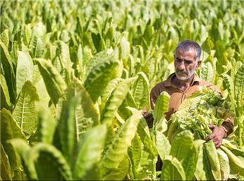 ۲۵۰ تن توتون از توتونکاران تالش خریداری شد