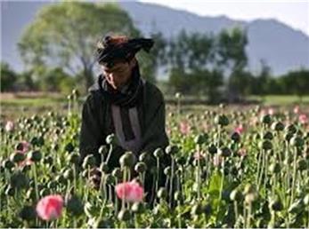 سهم و نقش اقتصاد تریاک!