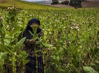 گزارش تصویری برداشت توتون استان گلستان