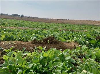 صدور چمدانی تنباکوی بوشهر به آن سوی آبها