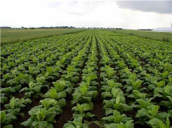 آماری غیر واقعی از سطح زیر کشت توتون