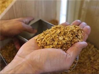 بهبود کیفیت فرآوری توتون به کمک تحقیقات