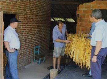 تولیدکنندگان نسبتا ثروتمند تنباکو