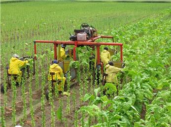 نقش دخانیات در اقتصاد تایلند