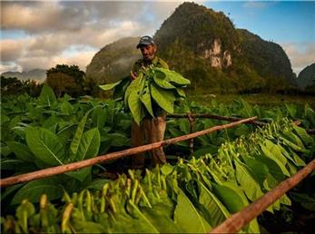 دیرینه‌شناسی تنباکو و توتون در ایران