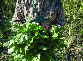 کشت توتون سال آینده در کرمانشاه انجام می‌شود