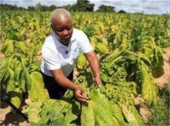 پیش بینی برداشت 300 میلیون کیلوگرم تنباکو در زیمبابوه