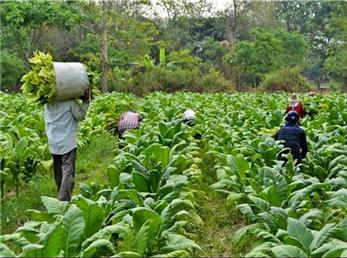 تولید تنباکو در برزیل ممکن است به 696 هزار تن برسد