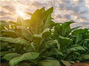 چالش  بزرگ تنباکو در خاورمیانه عثمانی (قرن‌های هفدهم تا هجدهم)