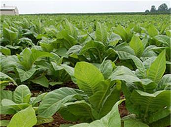 افزایش های مداوم مالیاتی، قاچاق سیگار را تشویق کرده،صنعت سیگار قانونی را تضعیف کرده، بر درآمد کشاورزان تأثیر منفی گذاشته و اهداف مالی دولت را از بین برده است