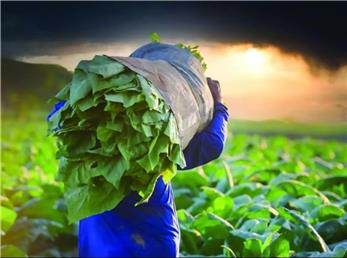 تلاش برای تنظیم بازار و حمایت از کشاورزان در آستانه فصل فروش