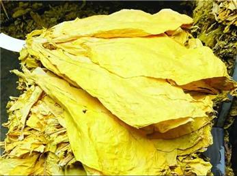 تشویق کشاورزان به تمرکز بر کیفیت محصولات