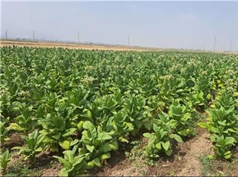 مدیریت تلفیقی بیماری ساق سیاه توتون