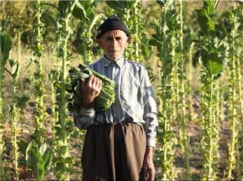 پاییز، توتون و دستان پینه بسته؛ قصه «کاک عمر» در روستای کوتر مهاباد