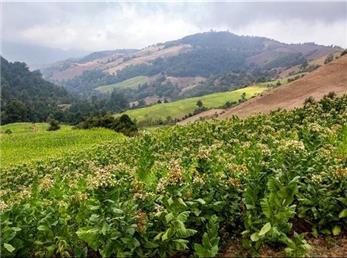 توسعه کشت توتون در کردستان 
اشتغال‌زایی برای ۲۶۰۰ نفر و کسب رکوردهای ملی در تولید توتون بارلی