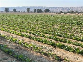 آغاز کشت تنباکو در 150 هکتار از اراضی پارسیان